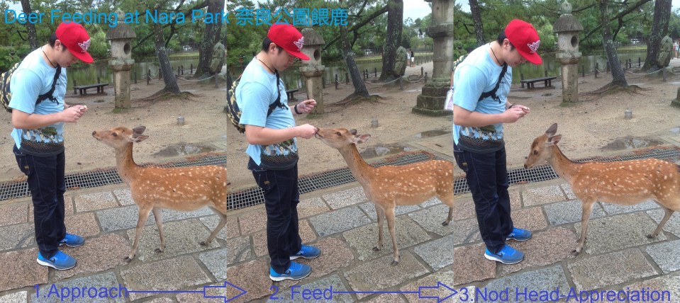 Deer Feeding at Nara Park.