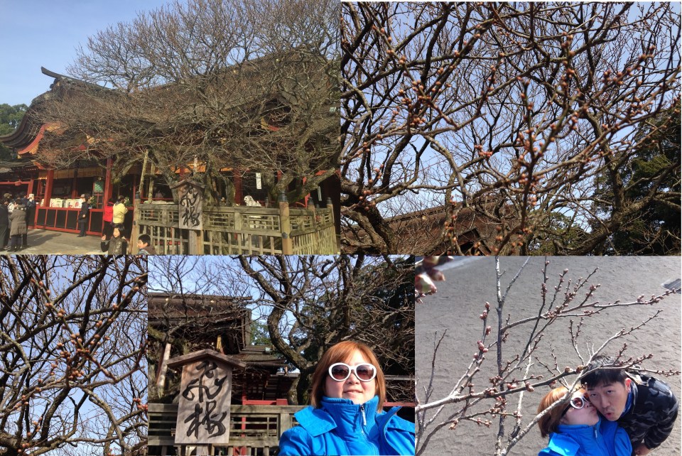 天満宮 飛梅 Tobiume (the flying plum tree)